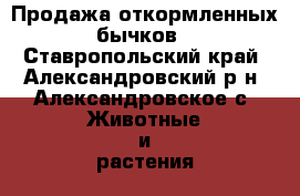 Продажа откормленных бычков - Ставропольский край, Александровский р-н, Александровское с. Животные и растения » Другие животные   